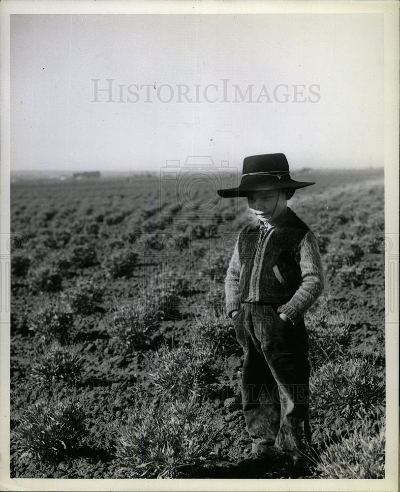 1948 Press Photo Guayule Flowering Shrub Mexico - Historic Images