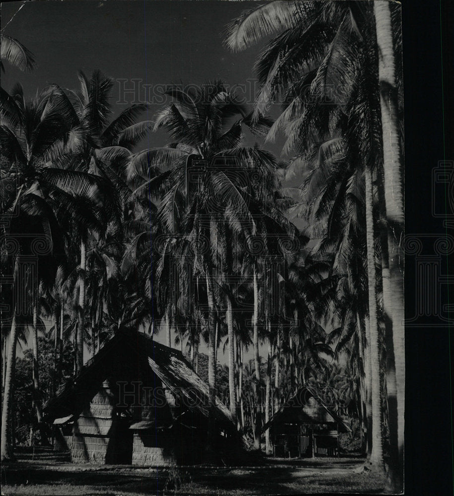 Press Photo Coconut Trees Island - Historic Images