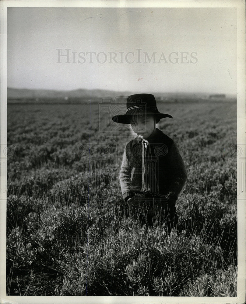 1948 Press Photo Guayule Plants Salinas Valley Juan - Historic Images