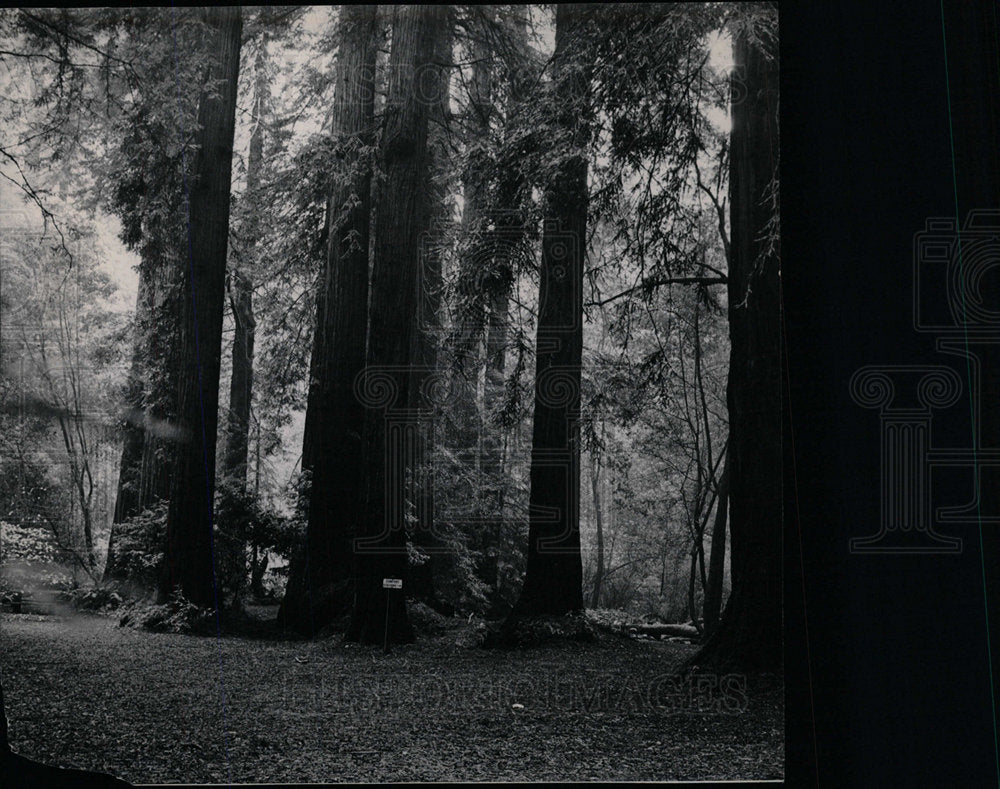 Press Photo Redwood National Park United States - Historic Images