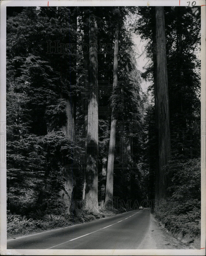 1968 Press Photo Redwood National Park - Historic Images