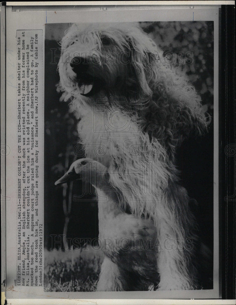 1972 Press Photo Sherbert Duck Australia Amgie - Historic Images