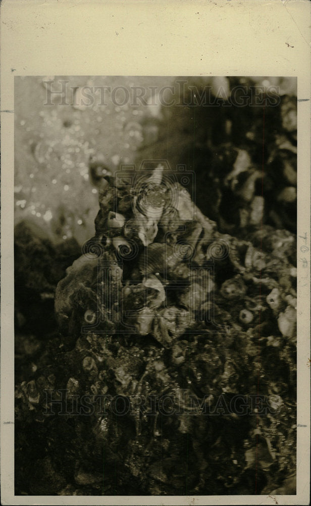 Undated Press Photo Barnacle Arthropod Marine Animal - Historic Images