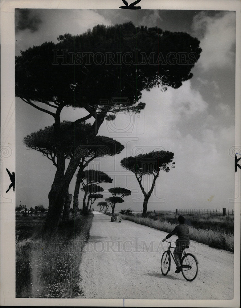 1971 Press Photo plains Africa umbrella shaped trees - Historic Images