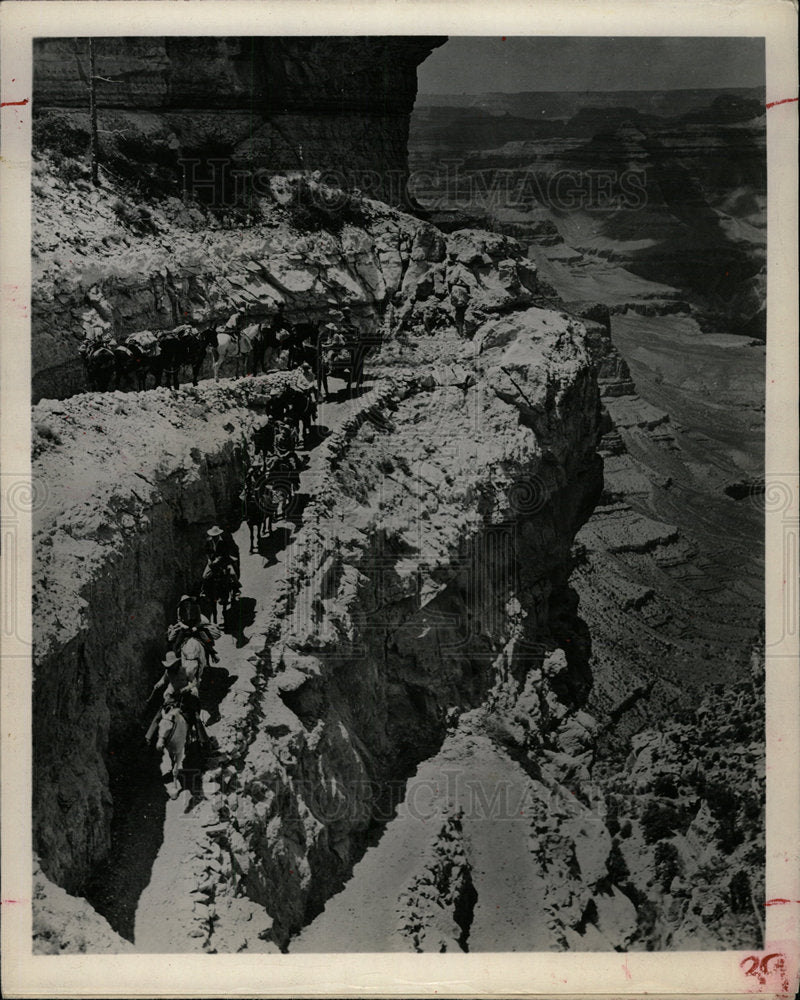 Press Photo Grand Canyon Fred Harvey Mules - Historic Images