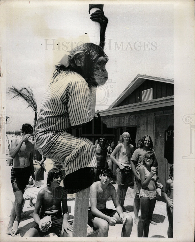 1972 Press Photo Pass-a-Grille Beach Apes Chicago - Historic Images