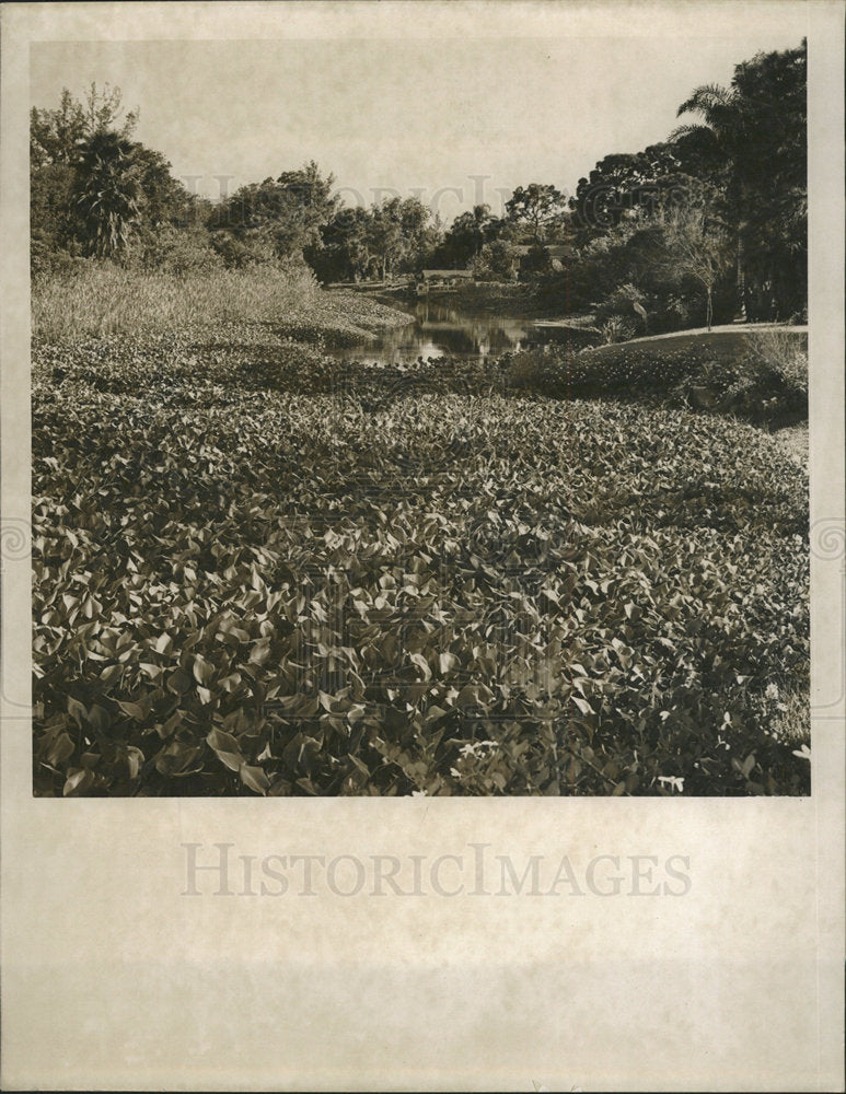 1958 Press Photo Bradton Waris Creek Nature Chicago - Historic Images