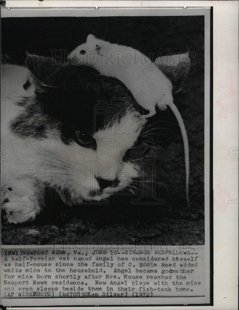 1962 Press Photo Persian Cat Playing With Rat - Historic Images