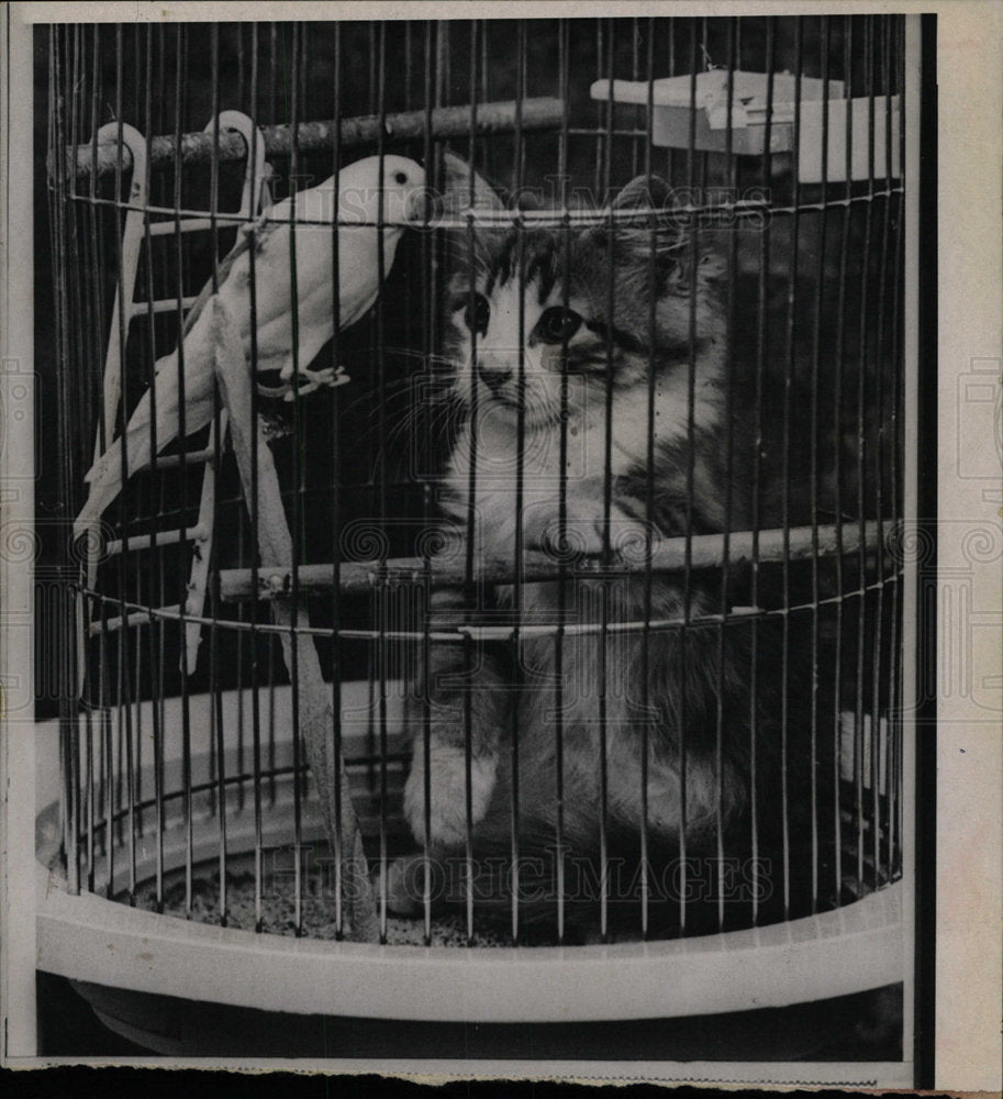 1968 Press Photo Parakeet Mary Kitten Chester - Historic Images