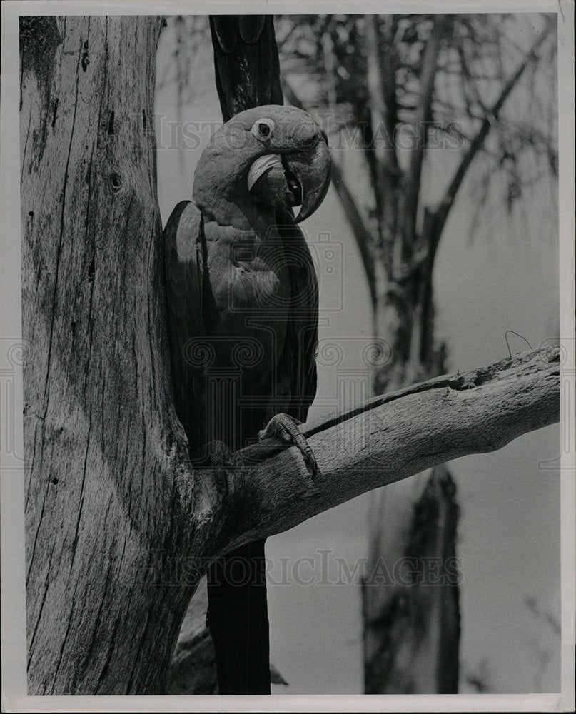 1963 Press Photo Bird Macew - Historic Images