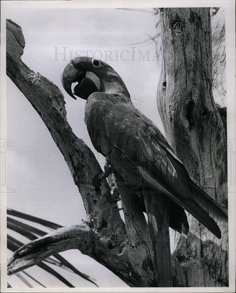 1963 Press Photo Macaws Small Color Parrots Chicago - Historic Images