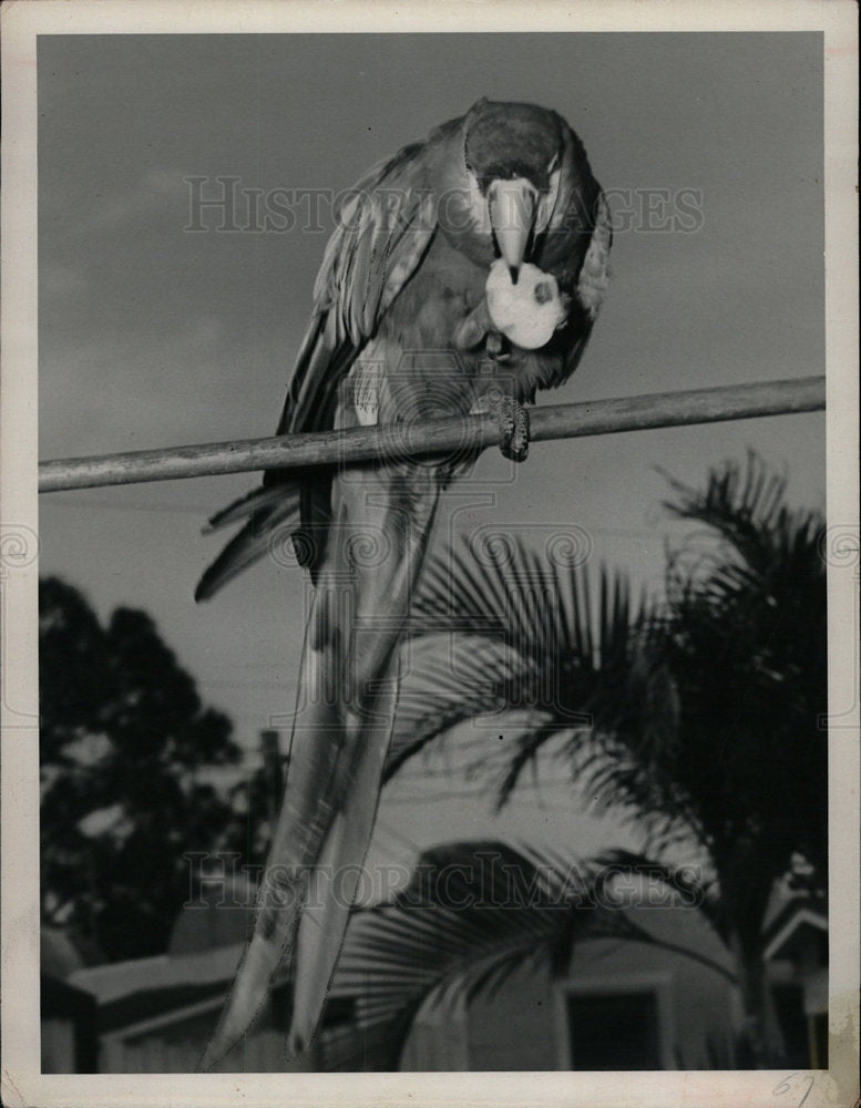 1951 Press Photo Macaw Birds - Historic Images