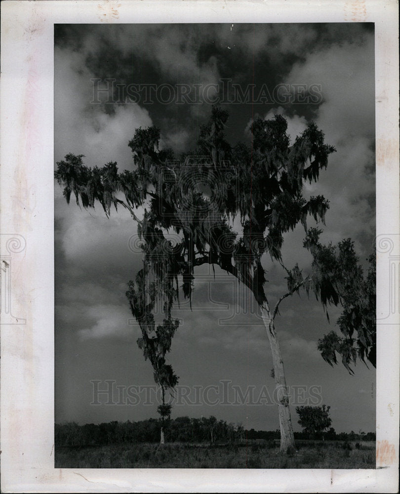 1979 Press Photo Spanish Moss Florida - Historic Images