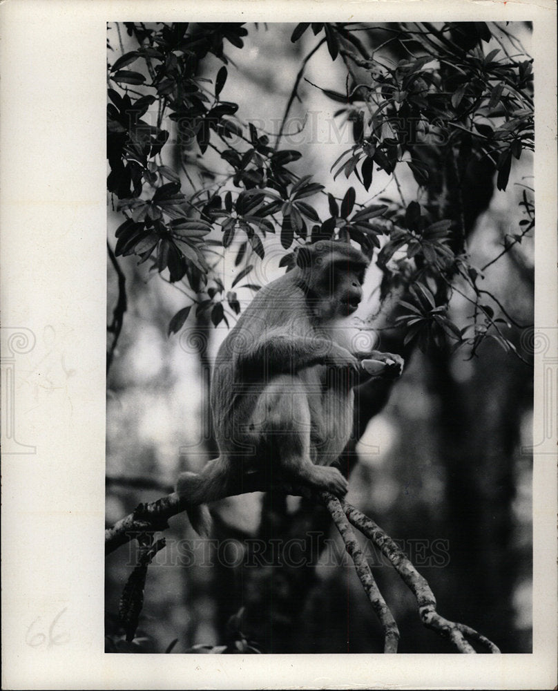 1972 Press Photo Rhesus monkeys Florida Silver Springs - Historic Images