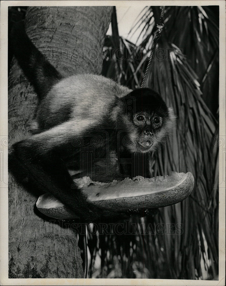 1973 Press Photo African Wild Forest Monkeys Chicago - Historic Images