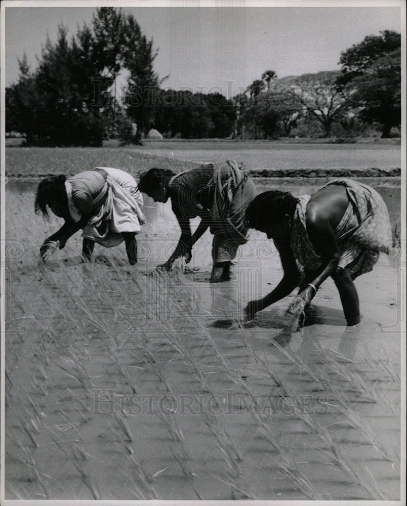 1969 Press Photo PLANTING RICE  INDIA - Historic Images