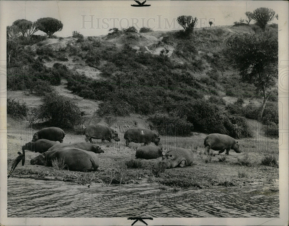 1958 Press Photo Queen Elizabeth National Park Uganda - Historic Images