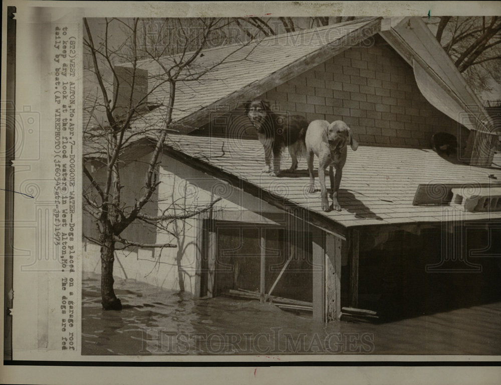 1973 Press Photo Dogs Find Flood Shelter On House Roof - Historic Images