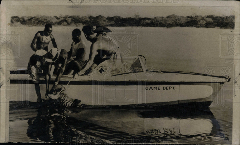 1963 Press Photo African trackers takes a troubled zebr - Historic Images