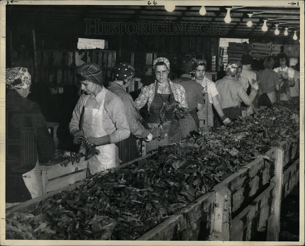 Press Photo Spinach Leafs washed trimmed packaged - Historic Images