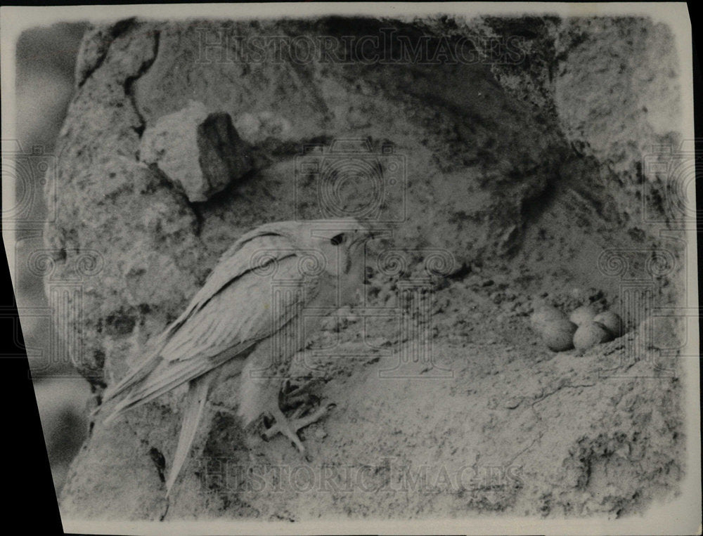 1931 Press Photo Prairie Falcon Nest Eggs Hatching CO - Historic Images