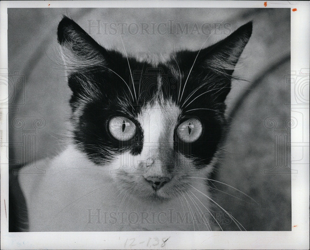 1983 Press Photo Miss Lulu Is Looking For A New Home - Historic Images