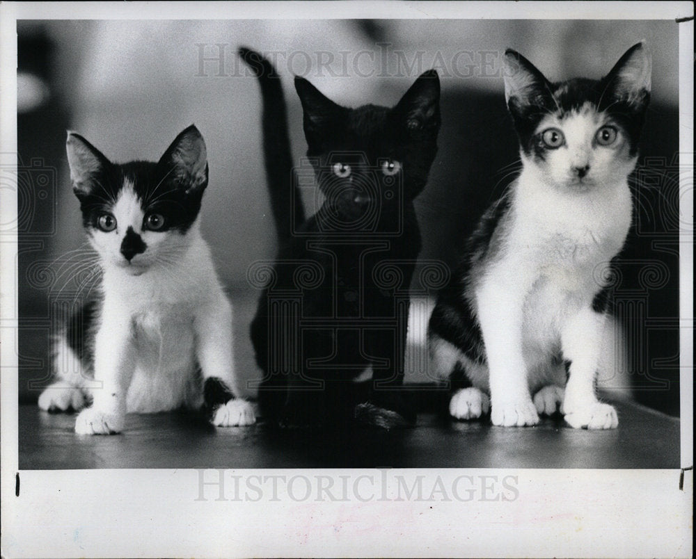 1983 Press Photo Three Stray Cats Kittens Adoptions - Historic Images
