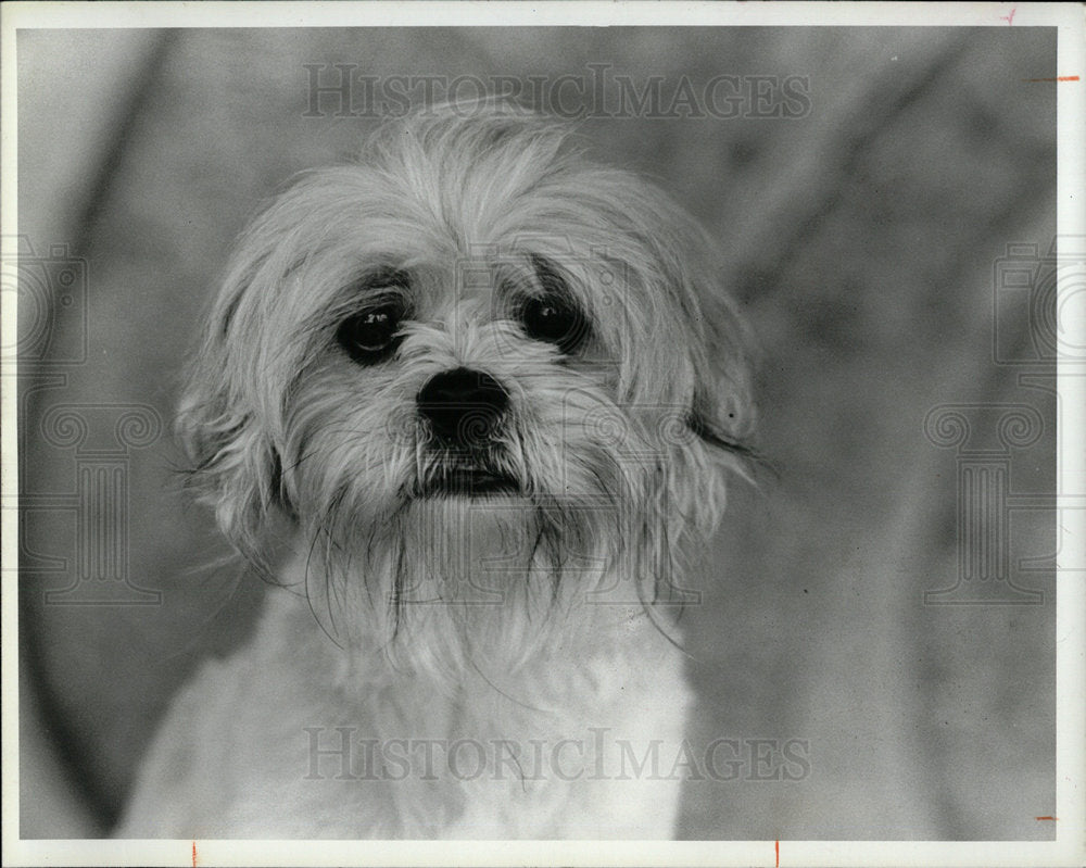 1985 Press Photo Friends of Strays Sparkles Adoption - Historic Images