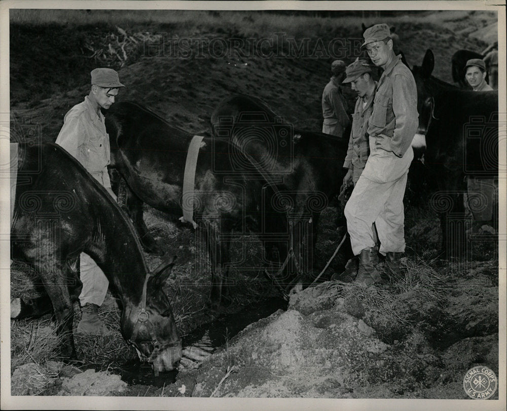 Press Photo Mules Of The 611 FA Battalion In Rockies - Historic Images