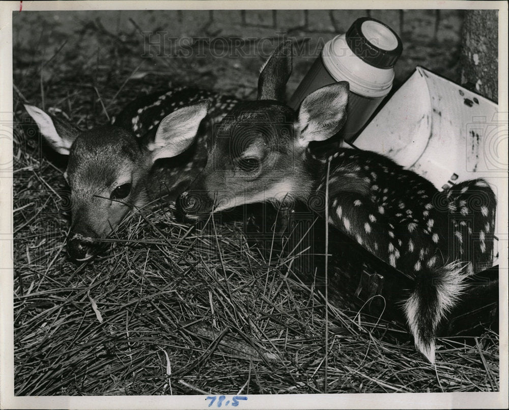 1964 Press Photo Twin Deer St. Petersburg Nature Trail - Historic Images