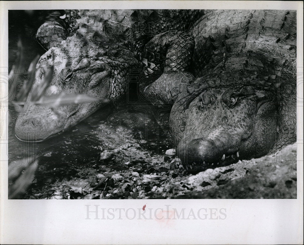 1965 Press Photo St. Petersburg Nature Trail - Historic Images