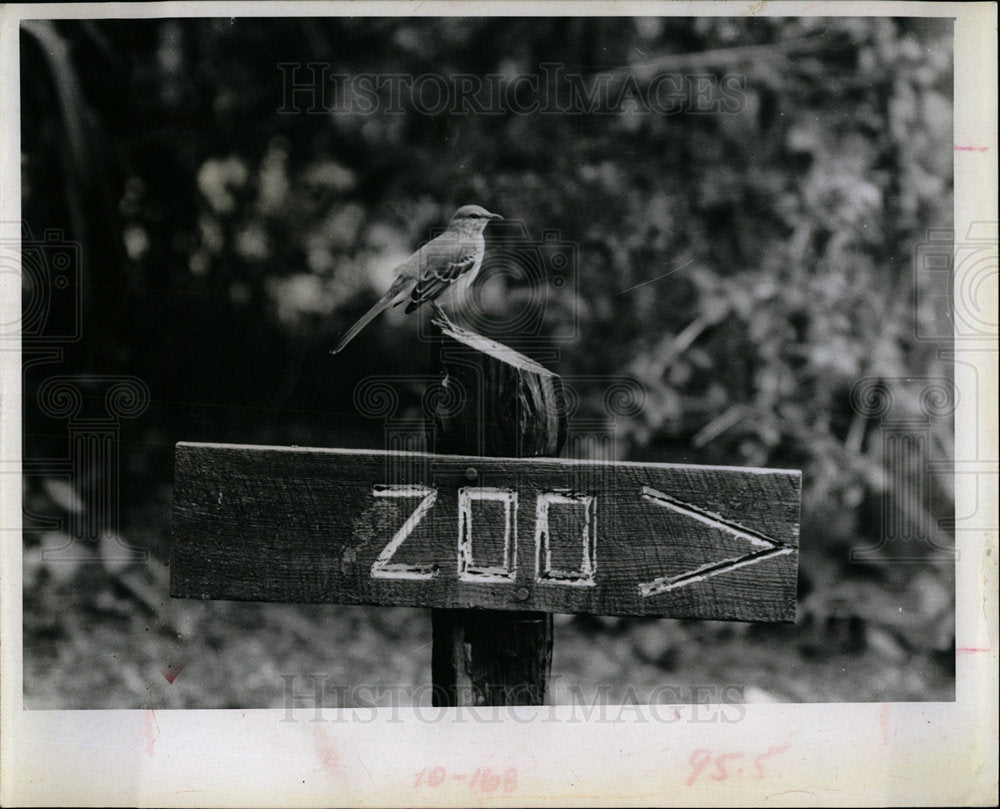 1966 Press Photo St. Petersburg Nature Trail Birds Lake - Historic Images