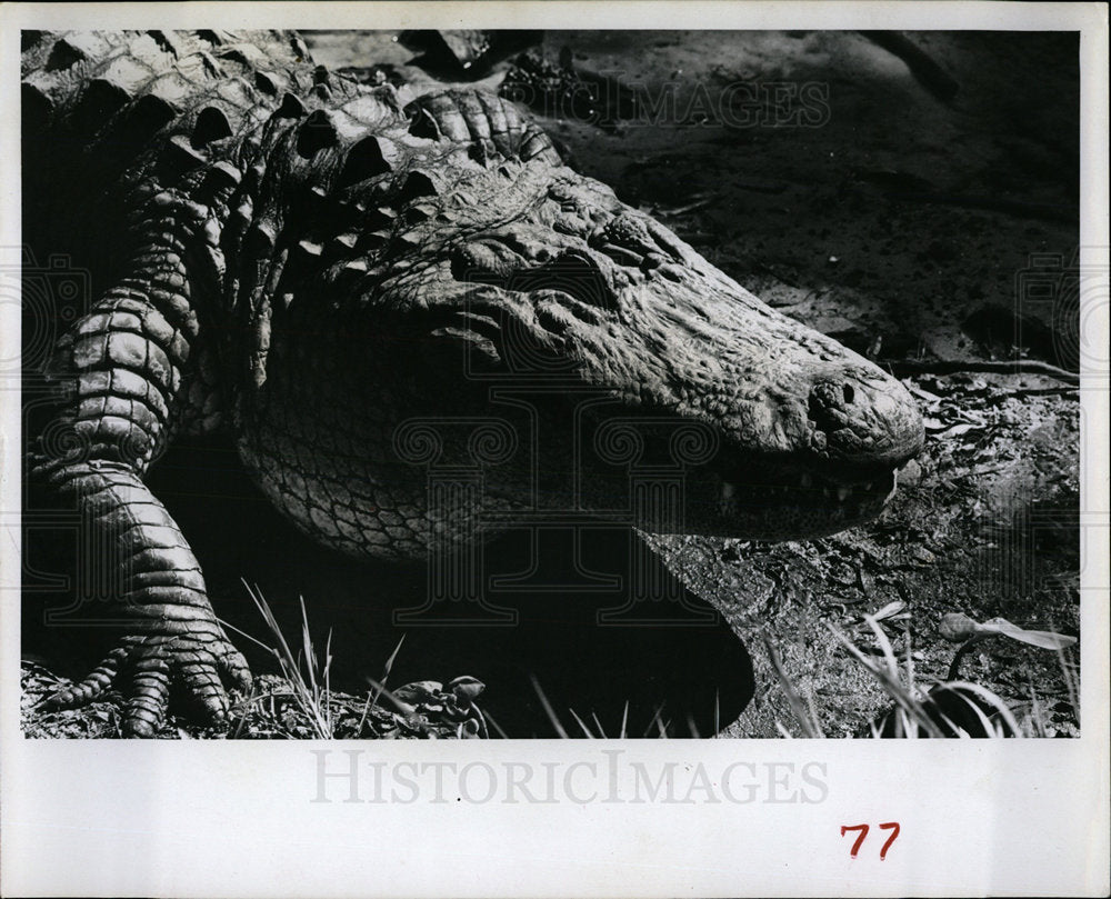 1965 Press Photo Nature Trail Alligator - Historic Images