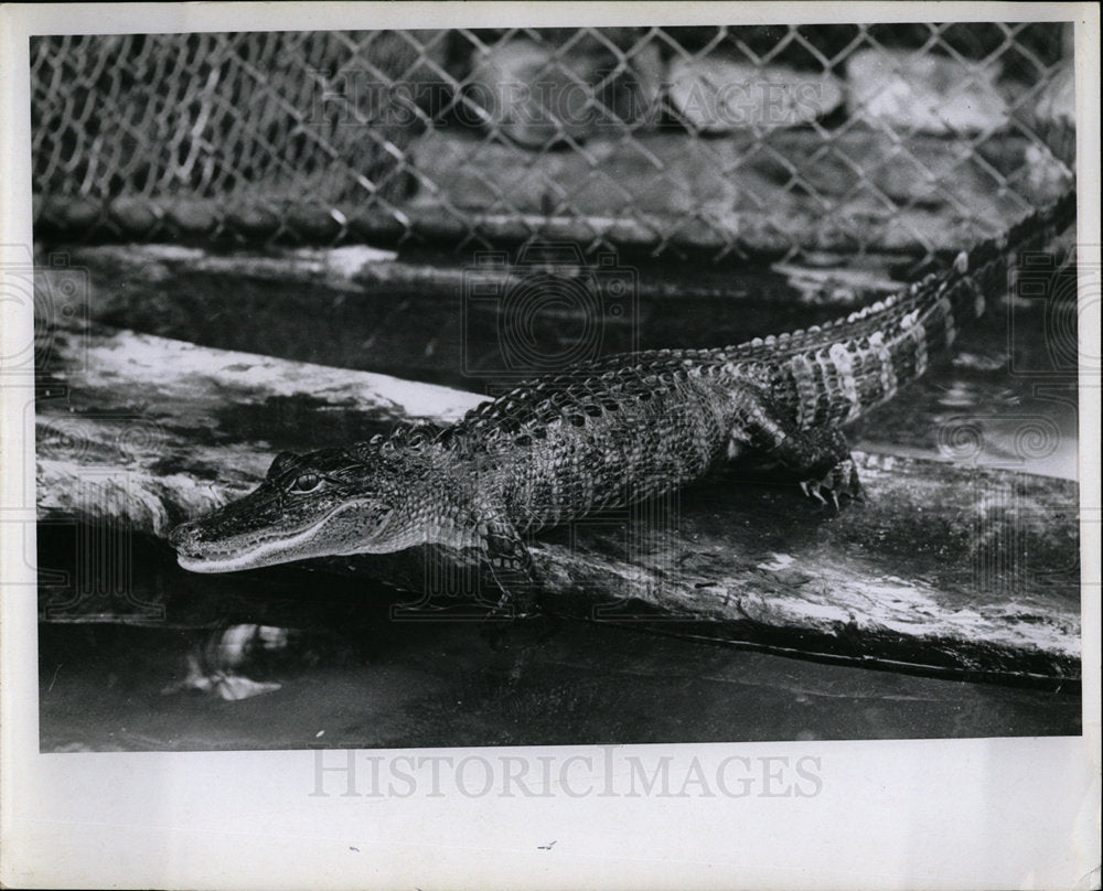 1964 Press Photo Little Louie Nature Trail Zoo&#39;s Baby - Historic Images