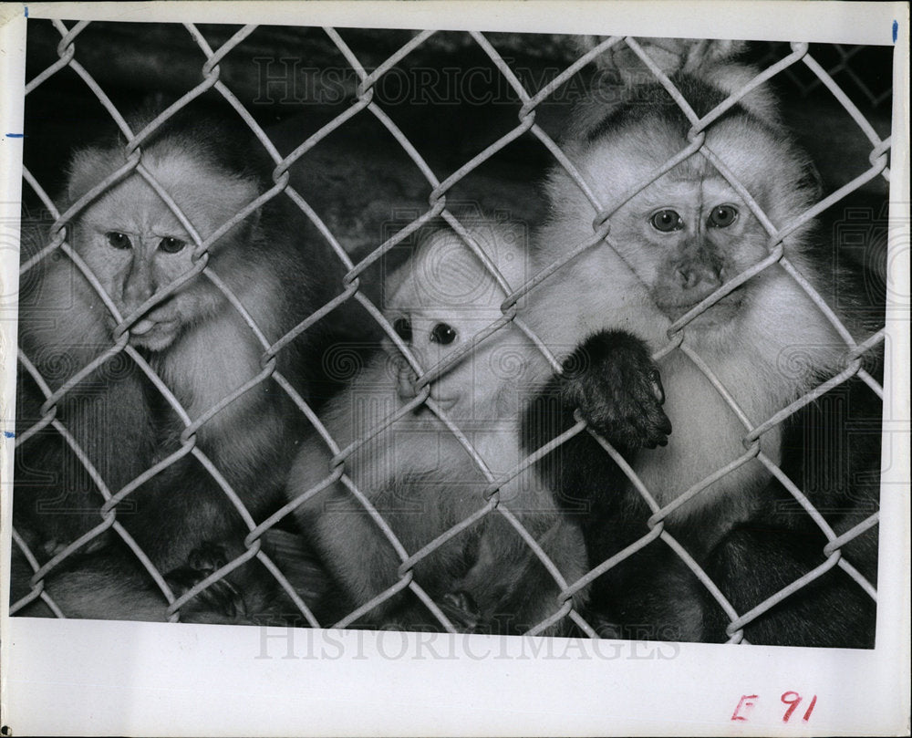 1967 Press Photo monkeys in St. Petersburg park - Historic Images