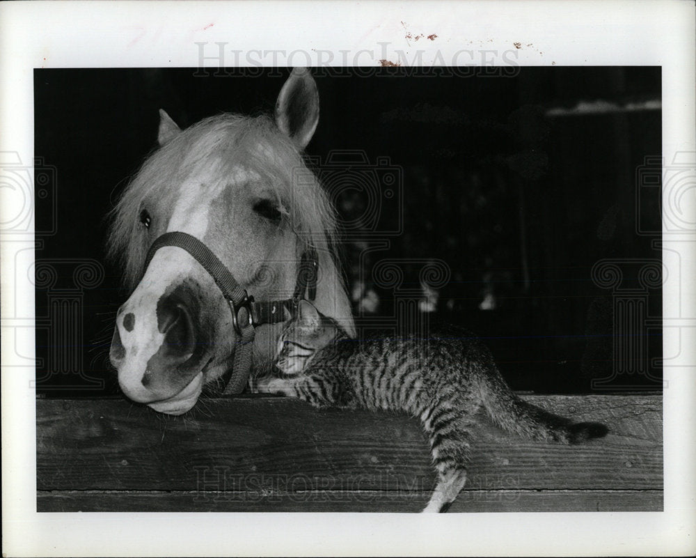 1982 Press Photo Horse Caricia &amp; Kitten Tarpon Springs - Historic Images