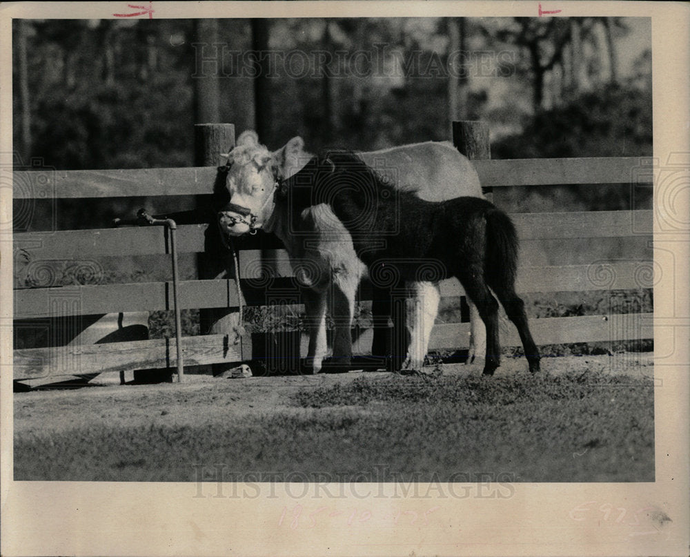 1972 Press Photo A pony biting a steer - Historic Images