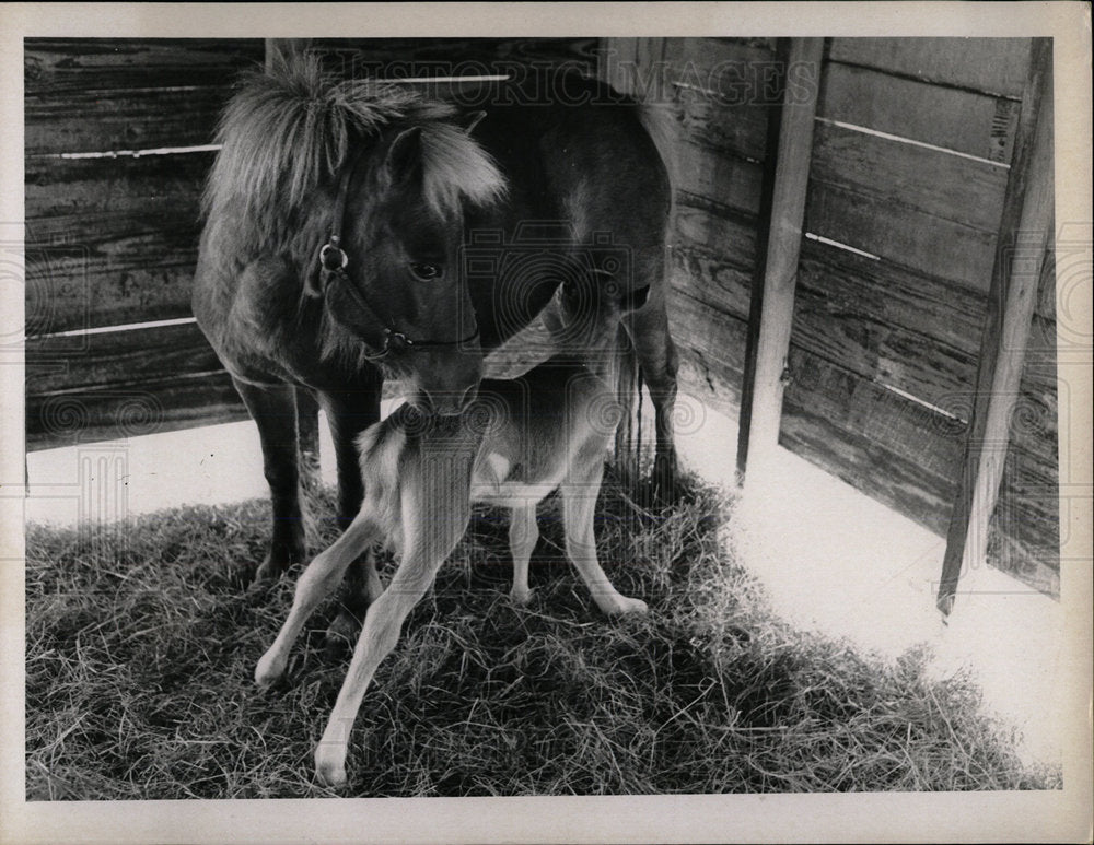 1969 Press Photo Pony Mare and Nursing Foal in Barn - Historic Images