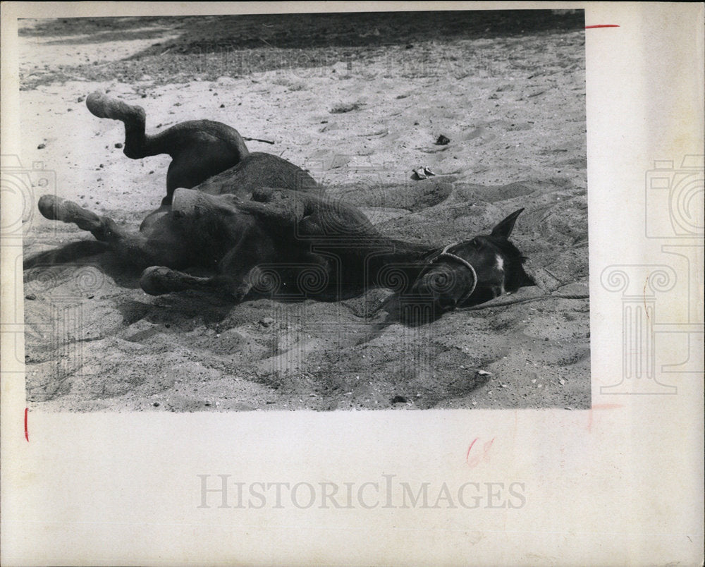 1969 Press Photo Horse Lying In Sand After Grooming - Historic Images