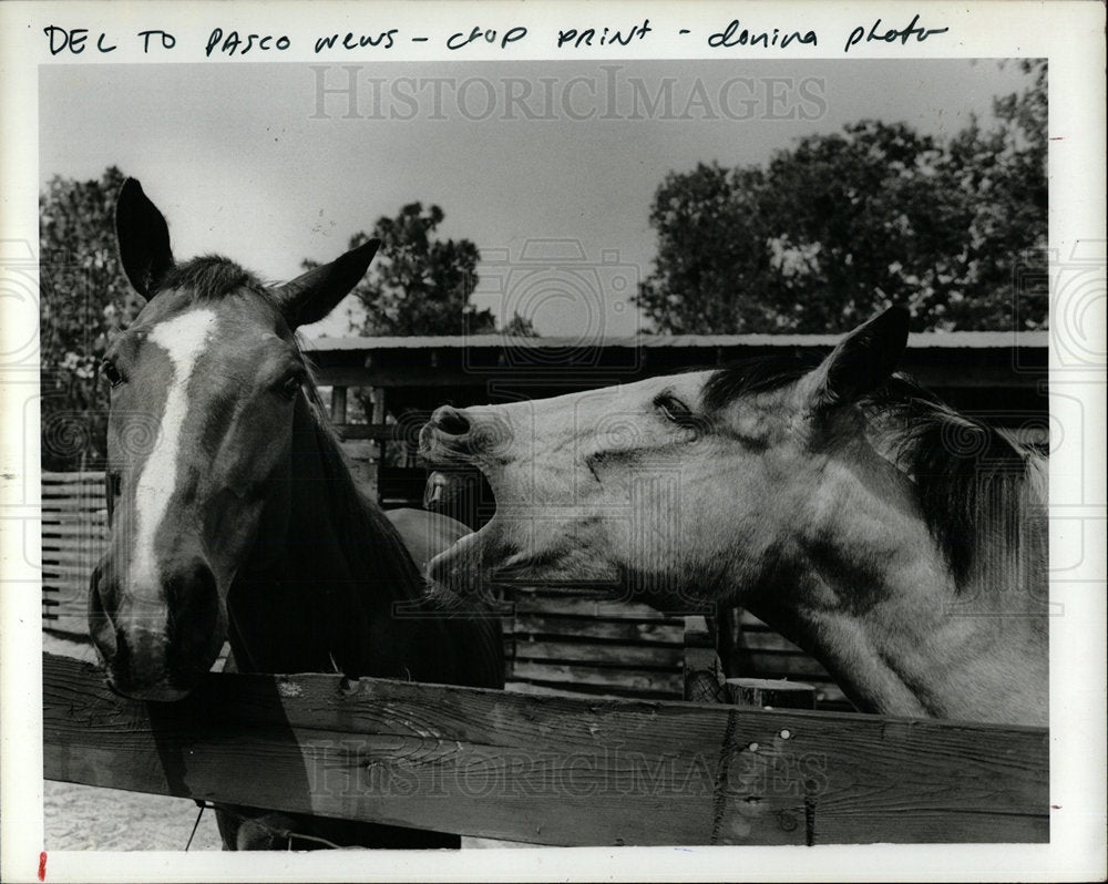 1984 Press Photo Horse Fleck O&#39;Luck Talks To Toby - Historic Images