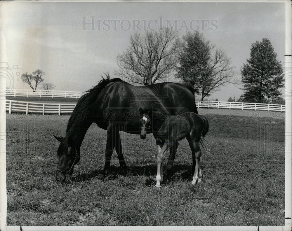 1986 Press Photo Kentucky Area Racing Horse Farms - Historic Images