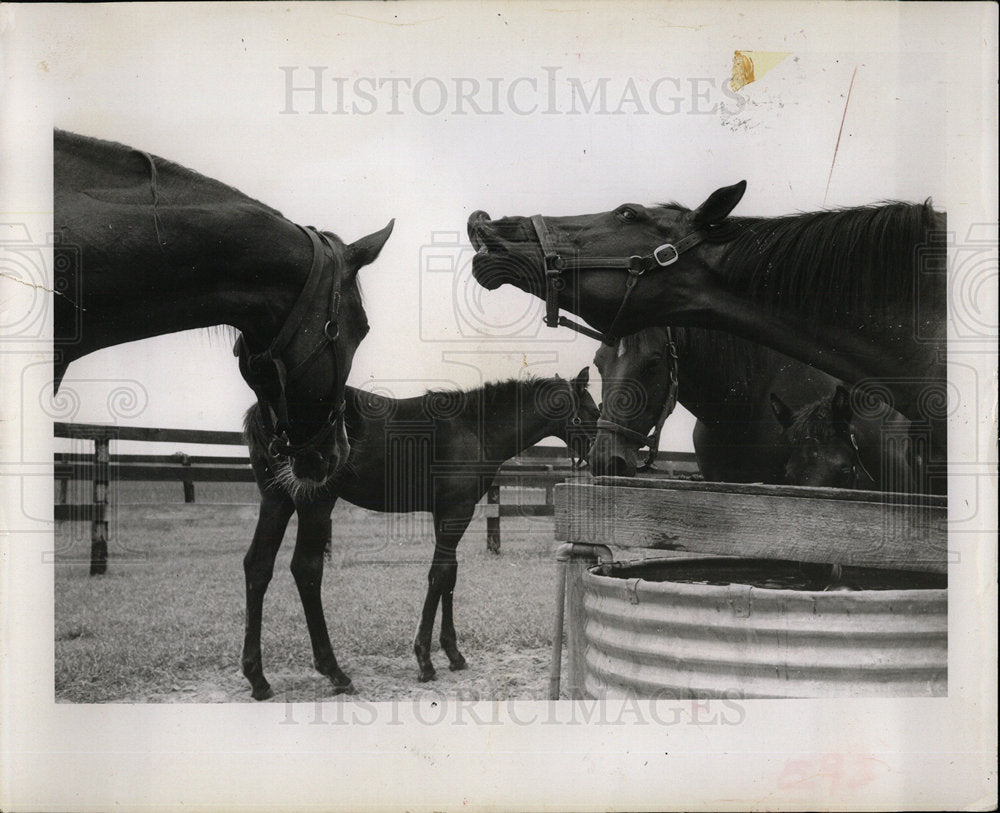 1957 Press Photo Thoroughbred Farm in St. Petersburg FL - Historic Images