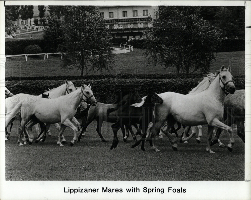 1989 Press Photo Lippizaner Mares Spring Foals Running - Historic Images