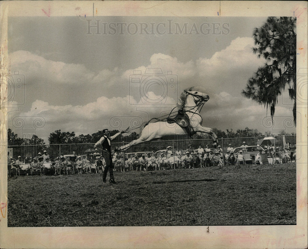 1970 Lipizzan Stallion Being Trained - Historic Images