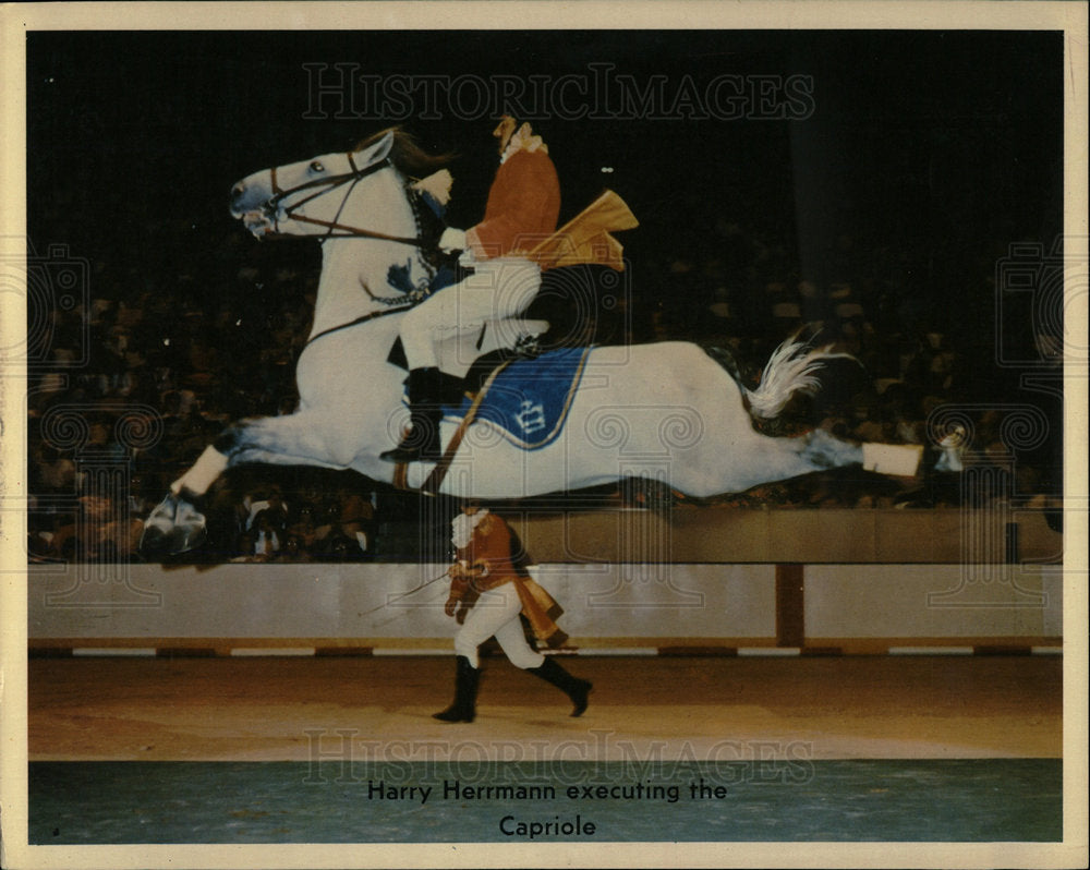 1972 Press Photo Lipizzan Stallion Performs a Capriole - Historic Images