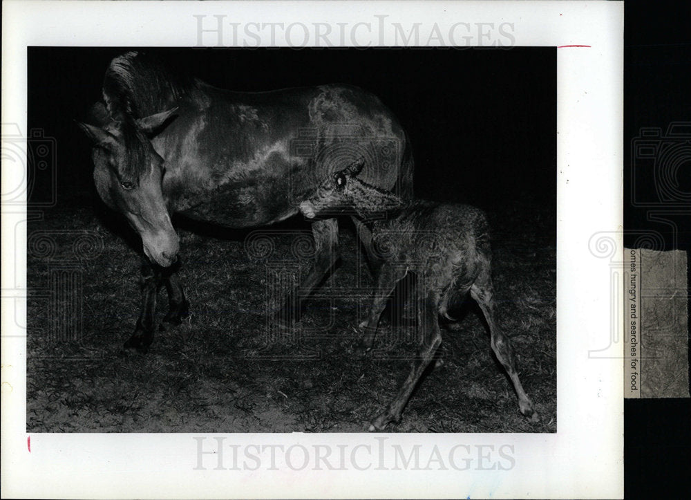 1986 Press Photo Maripose born on Aldea Alegre Ranch - Historic Images