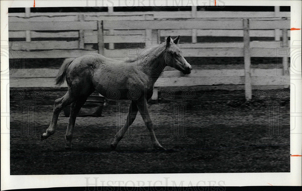 1980 Press Photo Colt Strolling Around Field - Historic Images