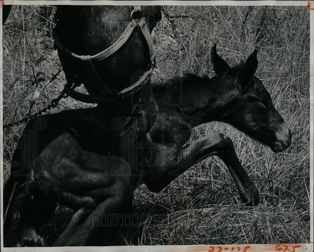 1975 Press Photo thoroughbred Minimor and foal, Florida - Historic Images