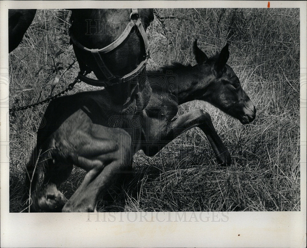 1975 Press Photo Thoroughbred Foal - Historic Images