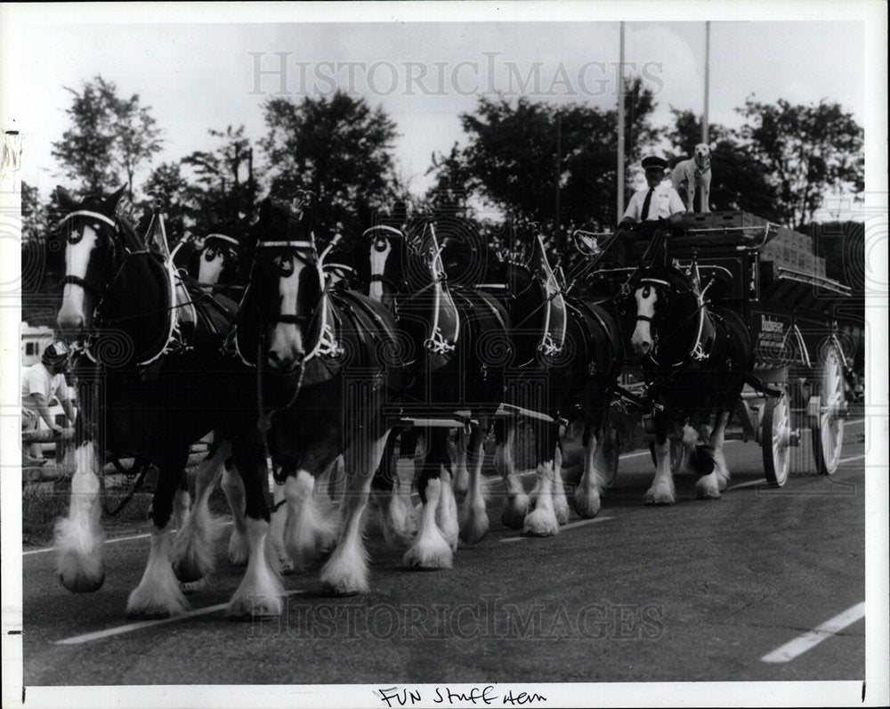 1991 Press Photo Budweiser Clydsdales at Sea World, FLA - Historic Images